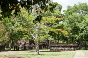 Green grass and trees, laterite temple ruins.