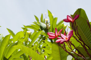 Close up: frangipani tree with pink blossoms.