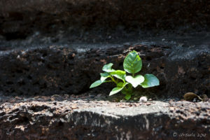 Green leaves on laterite steps.