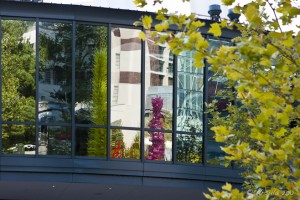 Reflections of Chihuly