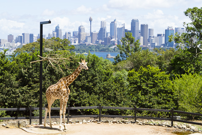 Giraffe at Taronga, overlooking Fort Dennison and downtown Sydney.