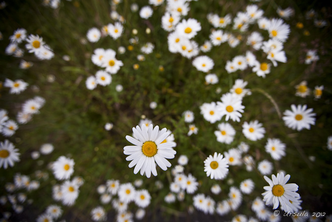 View of white daisies with green foliage, from above.