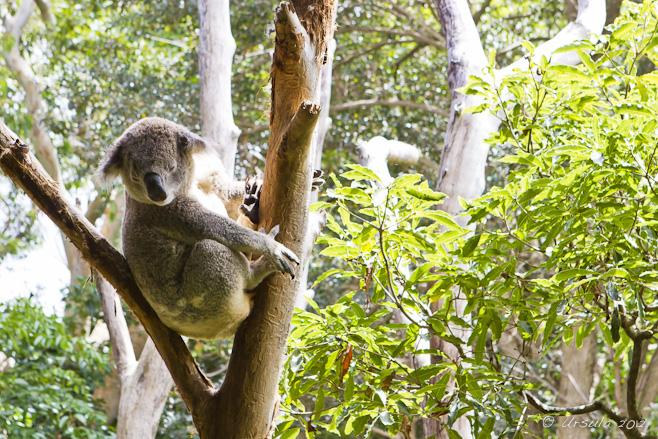 Koala in a gum tree