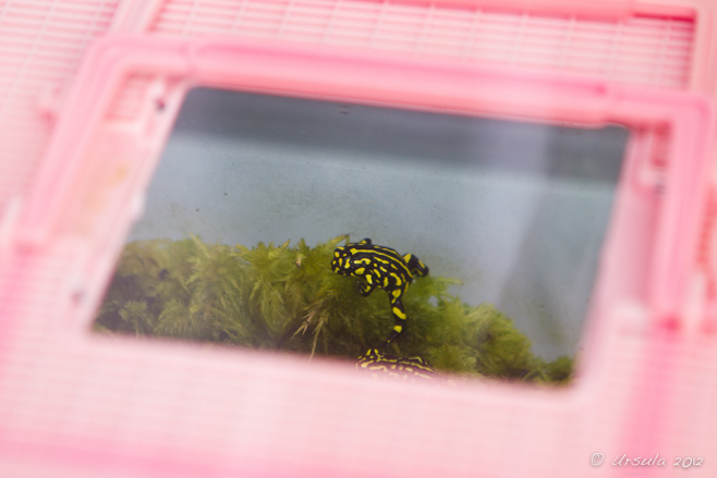 Black and yellow corroboree frog in an a clear lidded lunch box.