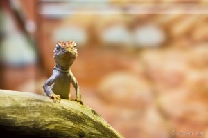 Small lizard on a log.