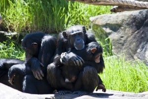 Chimpanzees in a huddle, Taronga Zoo.