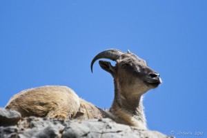 Chamois sitting on a rock against a blue sky.