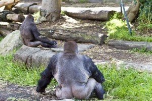 The back of a seated Silverback Gorilla, Taronga Zoo.