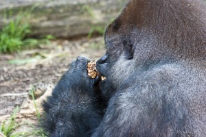 Closeup: a Silverback eating Pinenuts from a cone.