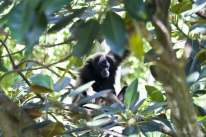 Black gibbon behind tree leaves, Taronga Zoo