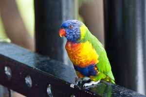 Rainbow Lorikeet on a black rail.