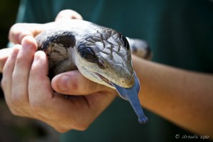 Hands holding a Blue-tongued skink (Tiliqua).