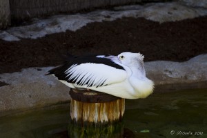 Pelican with its beak tucked into its back.