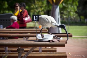 Australian white ibis on a picnic table-top.