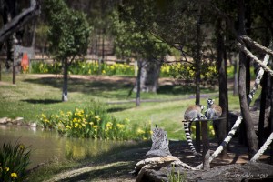 Ring-tailed lemur, Western Plains Zoo