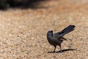 Apostlebird on gravel pathway.