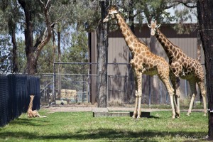 Two adult giraffe and a baby, Taronga Western Plains Zoo.