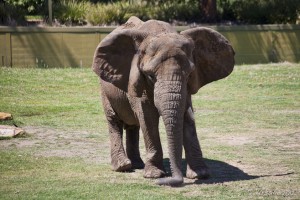 African Elephant