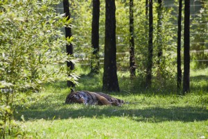Sumatran Tiger lying in the shade.