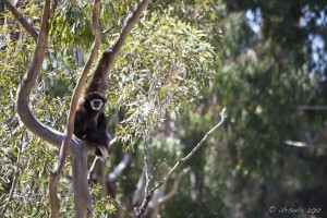 White Handed Gibbon among eucalyptus, Taronga Western Plains Zoo.