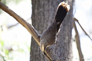 A babbler bird, upside down on a branch, looking for food.