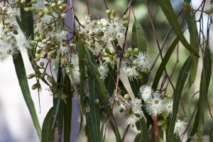Delicate white blossoms on a eucalyptus tree.
