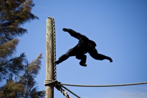 A Siamang (Hylobates syndactylus) leaping against a blue sky. Taronga Western Plains Zoo.