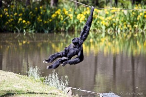 A siamang (Hylobates syndactylus) with a baby clutching to her, comes in for a one-handed landing off an overhead rope