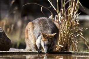 A swamp wallaby drinks from a concrete pond. Western Plains Zoo.