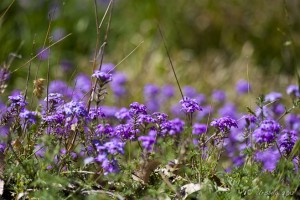 Purple wild flowers among green weeds.