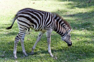 A young male zebra on green lawn. Taronga Western Plains Zoo.