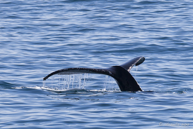 Humpback whale tail with water droplets.