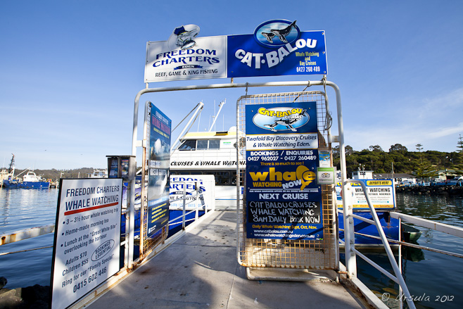 Pier and gangplant to Cat Balou whale watching cruises.