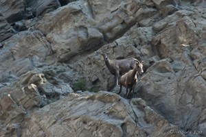 Almost invisible against the rock face, pronghorn antelope. Mount Everts, Yellowstone.