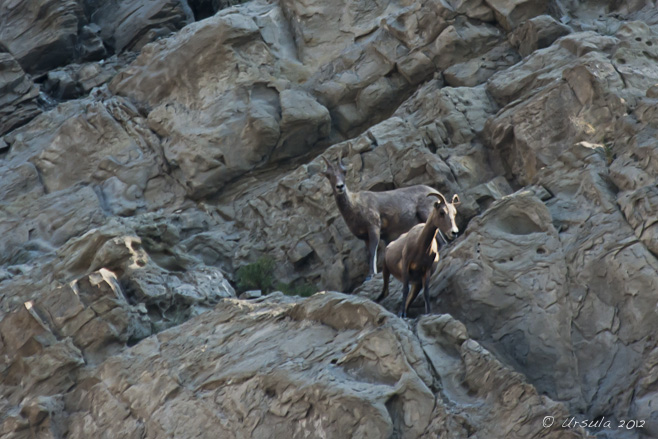 Almost invisible against the rock face, female and young bighorn sheep. Mount Everts, Yellowstone.