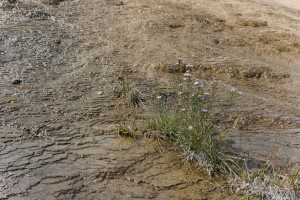 Purple wild flowers in the rippled ground of Mammoth Hot Springs, Yellowstone NP.
