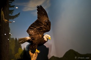 Taxidermied bald eagle in a museum display. Stave Falls Powerhouse