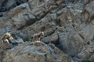 Outlined by light, a Big Horn lamb on a rocky ledge, Mount Everts, Yellowstone