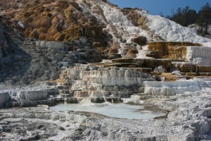 Blue waters pooling in white limestone terraces; Minerva Terrace, Yellowstone NP