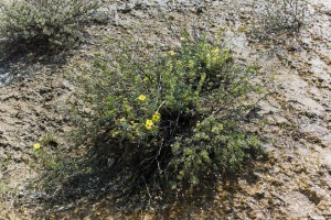 Green bush with yellow flowers in a hot spring flat; Mammoth Hot Springs