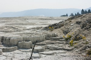 White travertine terraces, with yellow wildflowers at the edge. New Blue Spring