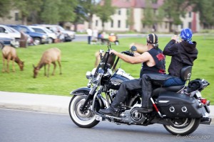 Man and woman on a harley, taking pictures of elk, Mammoth Hot Springs