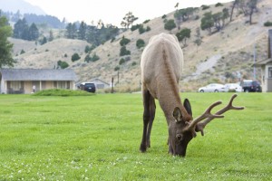 Elk (Cervus elaphus)