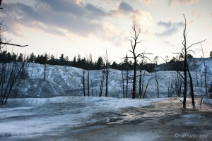 Dead trees on evening light on a travertine terrace, Mammoth Hot Springs.