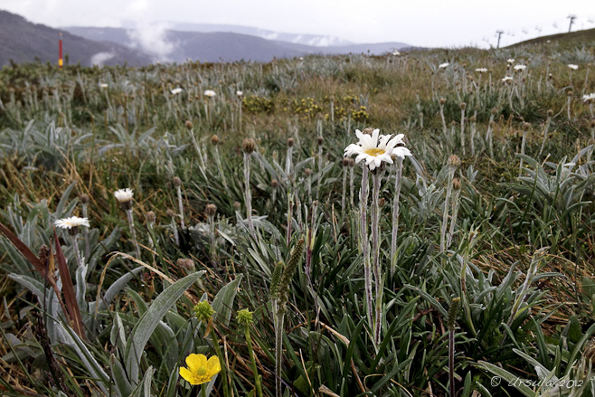 Silver Snow Daisy (Celmisia asteliifolia) on an alpine slope. Mt Hotham, Vic