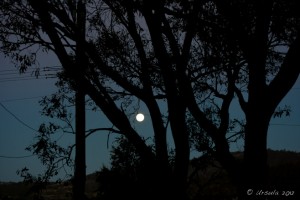 Full moon through silhouetted gum trees, against dark blue sky. Jindabyne, NSW.