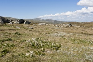 View of alpine plans, including mountain celery, across the Main Range, Kosciuszko, Australia