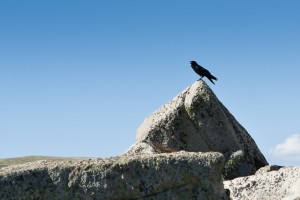 An Australian Raven profiled on a granite rock against a blue sky; displaying an open beak and the distinctive hackles.