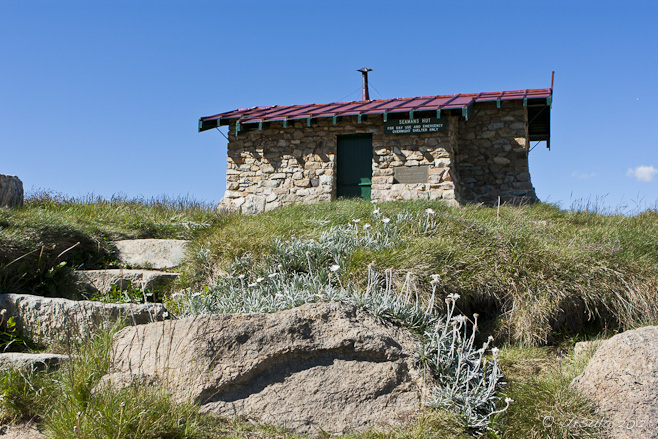 Stone mountain hut against a blue sky, fronted by Silver Snow Daisy, Seaman