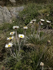 Patch of Silver Snow Daisy against alpine grass.